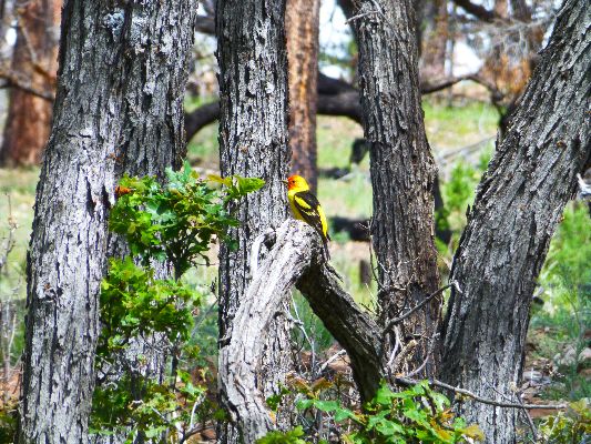 Western Tanager, Day 4